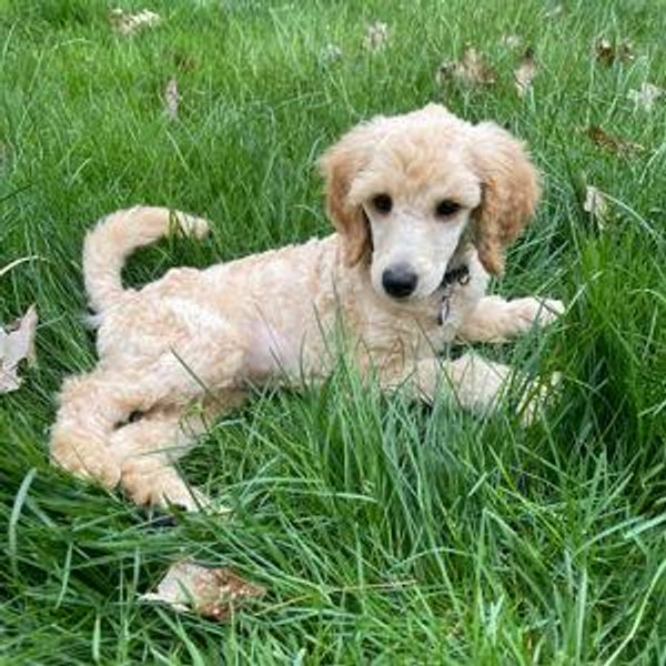 Pet-to-be Funds