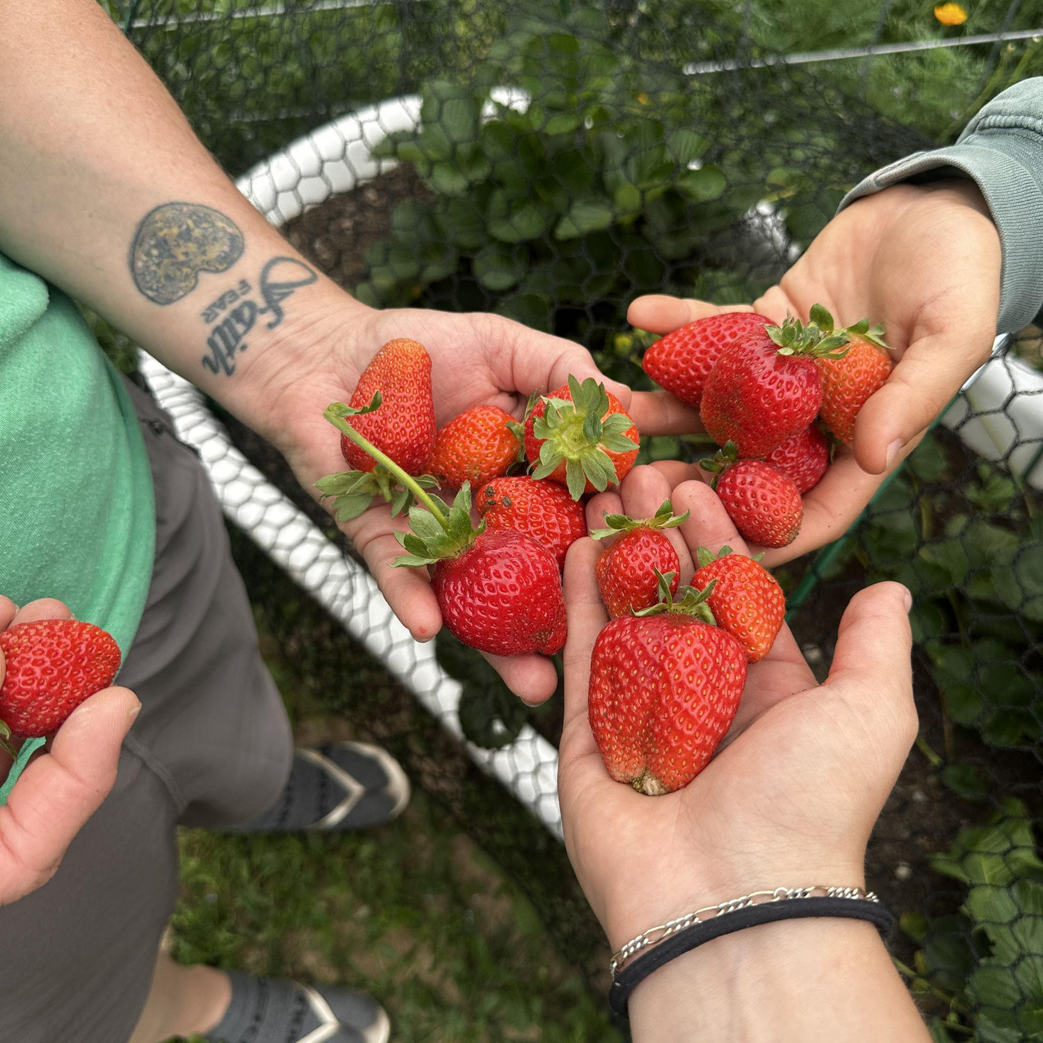 Strawberrys from BBarW Ranch where we will see you 6/19/26
