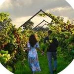 Cuna De Tierra Winery