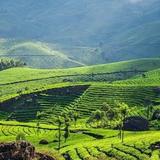 Munnar (5 hours)
