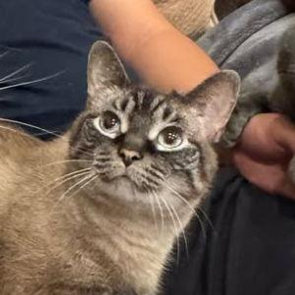 Pet the Odis