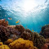 Looe Key Reef Dive Center