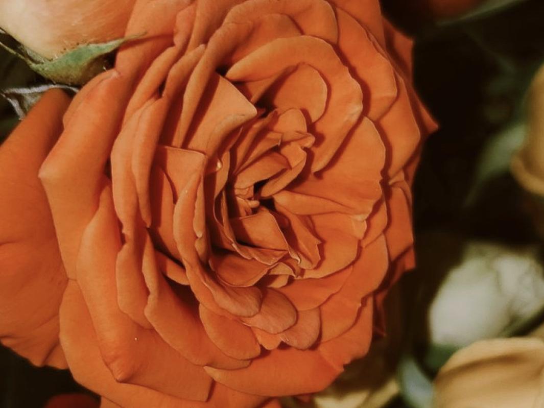 The Wedding Website of Kayla Muhammad and Hkeem Slade