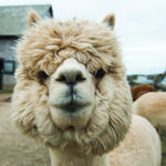 Island Alpaca Company