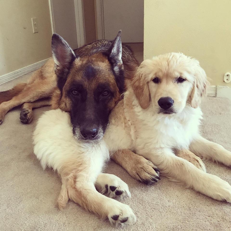 Our puppies, Toby and Moxee