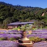 Matanzas Creek Winery
