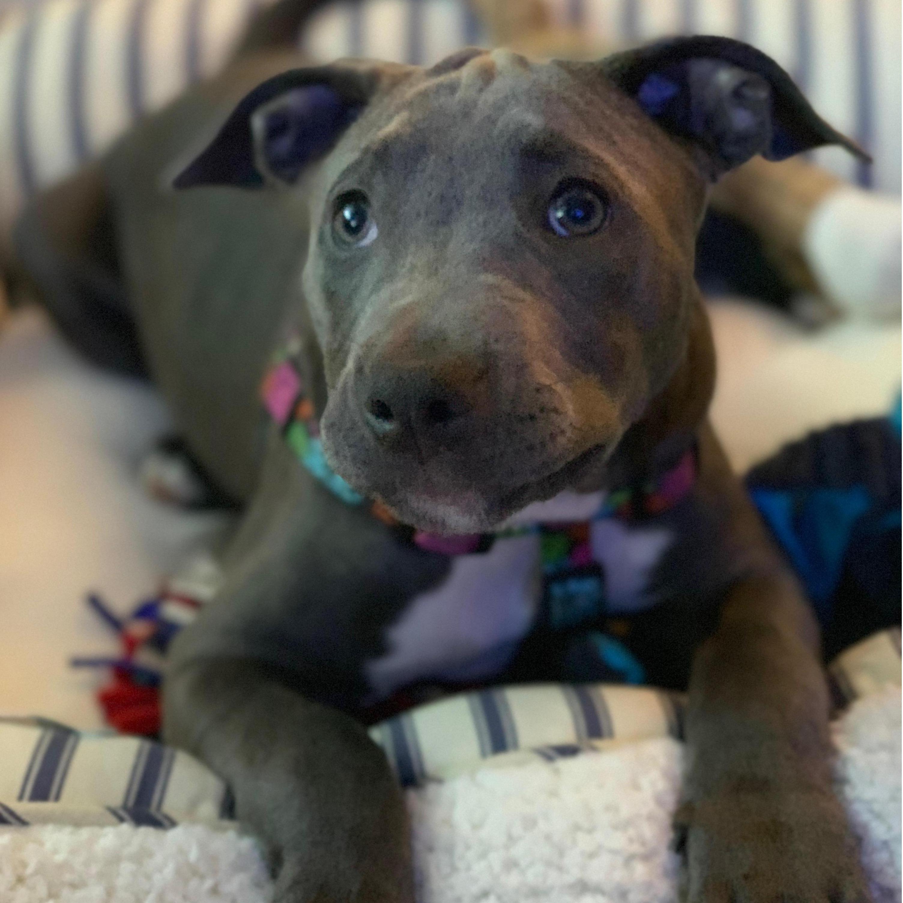 The newest addition to our family, Cora Noel Smith | June 2019