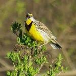 The Meadowlark
