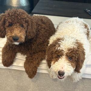 Dog Boarding for Benny and Jet during Honeymoon