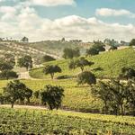 Paso Robles Wine Country