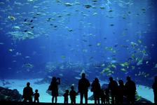 Shedd Aquarium