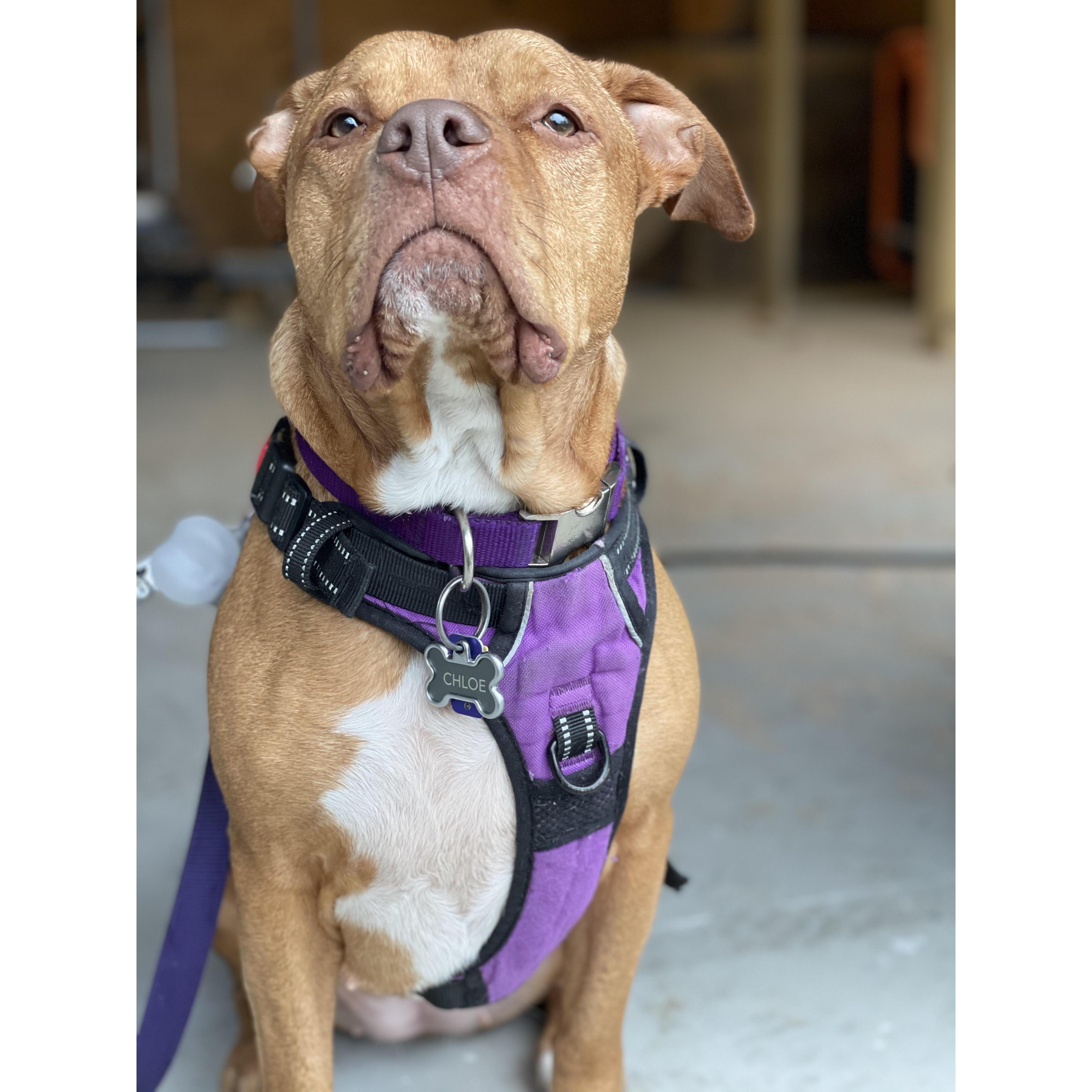 Our wonderful and lovable four legged fur child Chloe