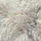 Snow Leopard