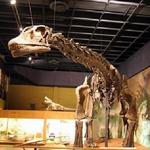 Anniston Museum of Natural History