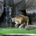 George H. Carroll Lion Habitat
