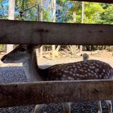 Treehouse Treats and Treasures