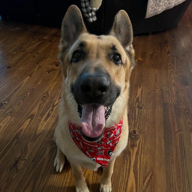 Year's Supply Of Pet Treats