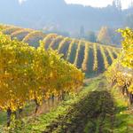 J Vineyards & Winery