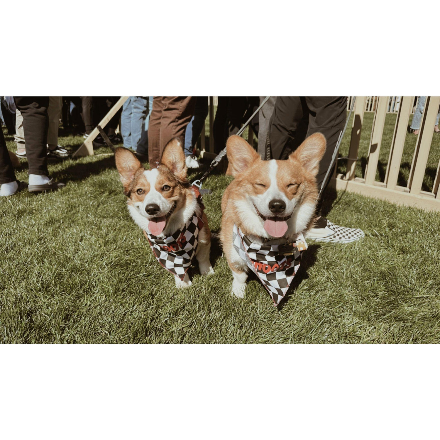Corgi races day