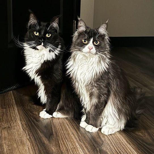 Our maine coons, Maximus (right) and Pipa (left)