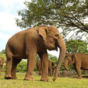 Elephant Safari Excursion in Bali