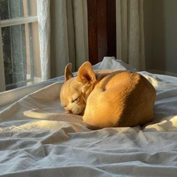 Donate to Colorado Senior Dog Rescue and Hospice