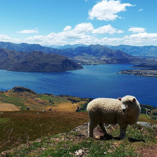 Our New Zealand Honeymoon Fund