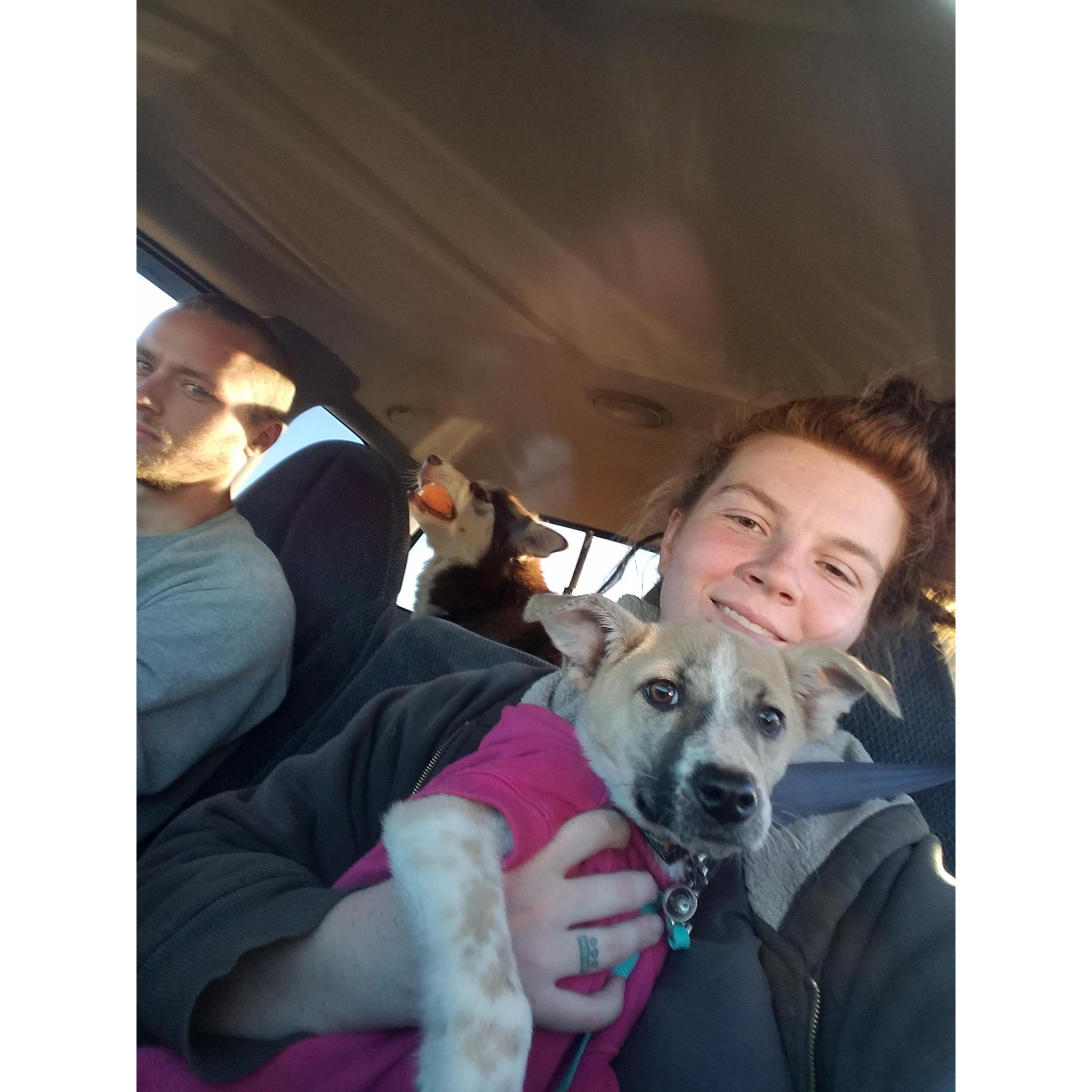 We brought Fancy home in October 2019.
