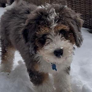 Splash Puppy Fund ;)