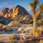 Joshua Tree National Park
