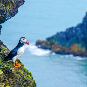 Ferry to See Puffin Colony