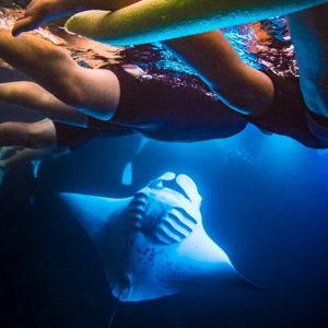 Manta Ray Night Snorkeling in Kona