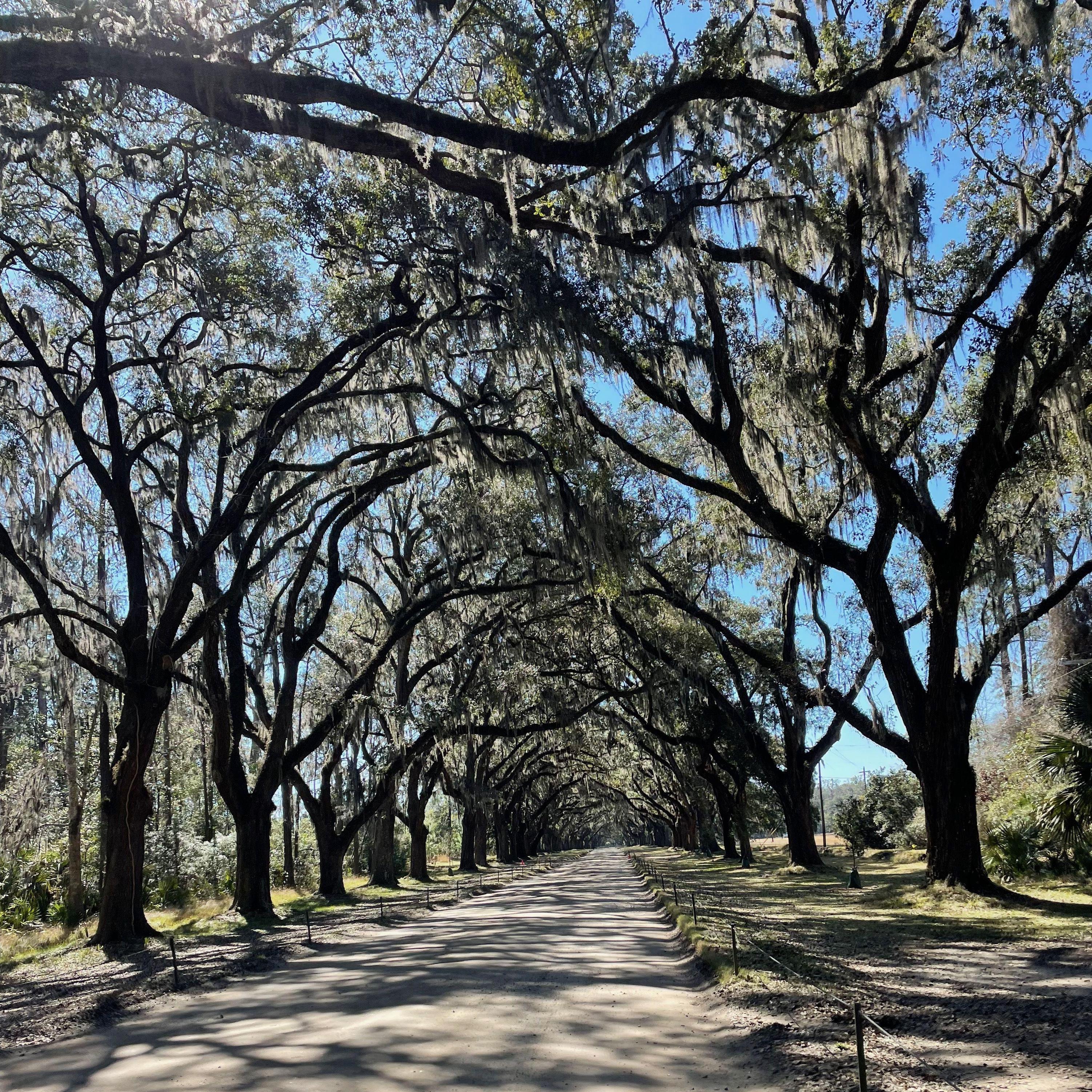 Where Teddy proposed - Wormsloe Park