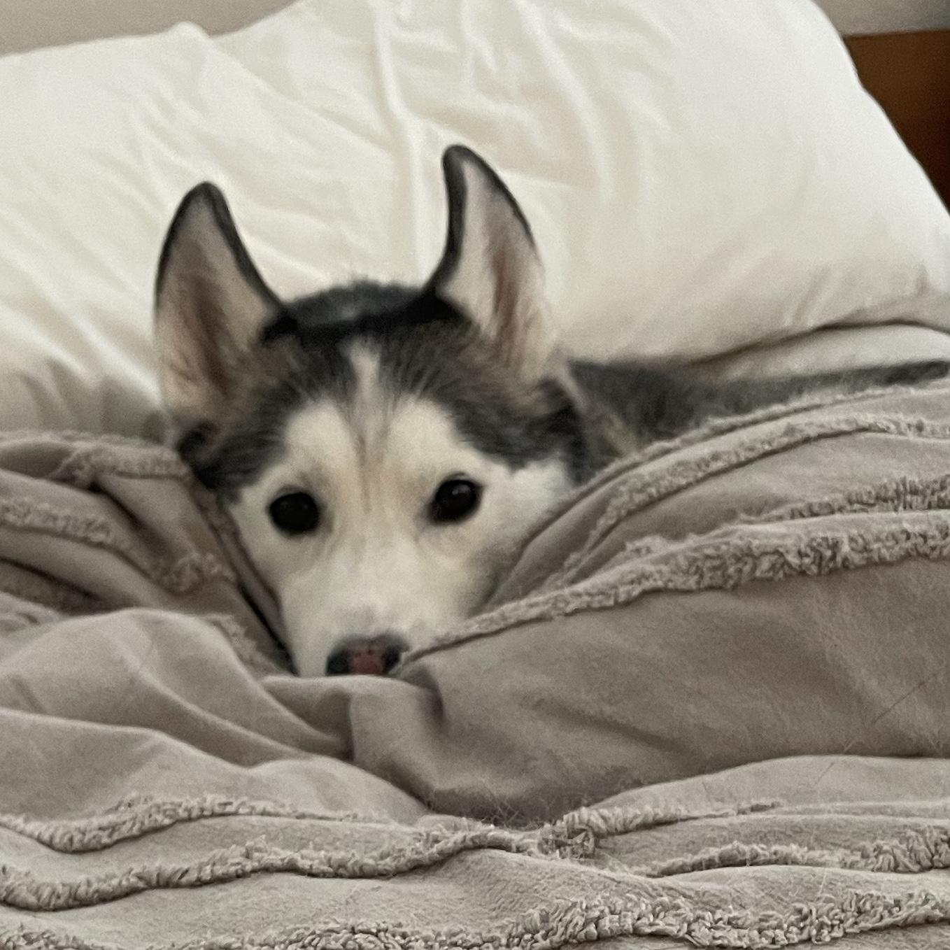 Pet Hotel For Luna during Our Honeymoon