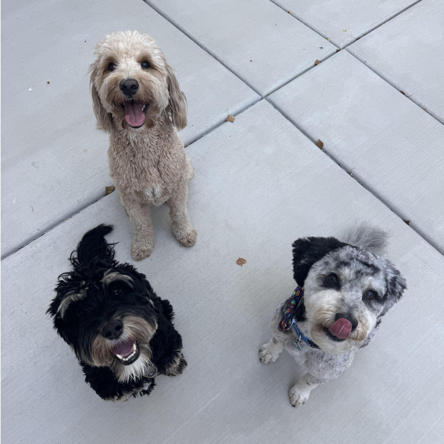 Tail Wags & Best Friends Forever
