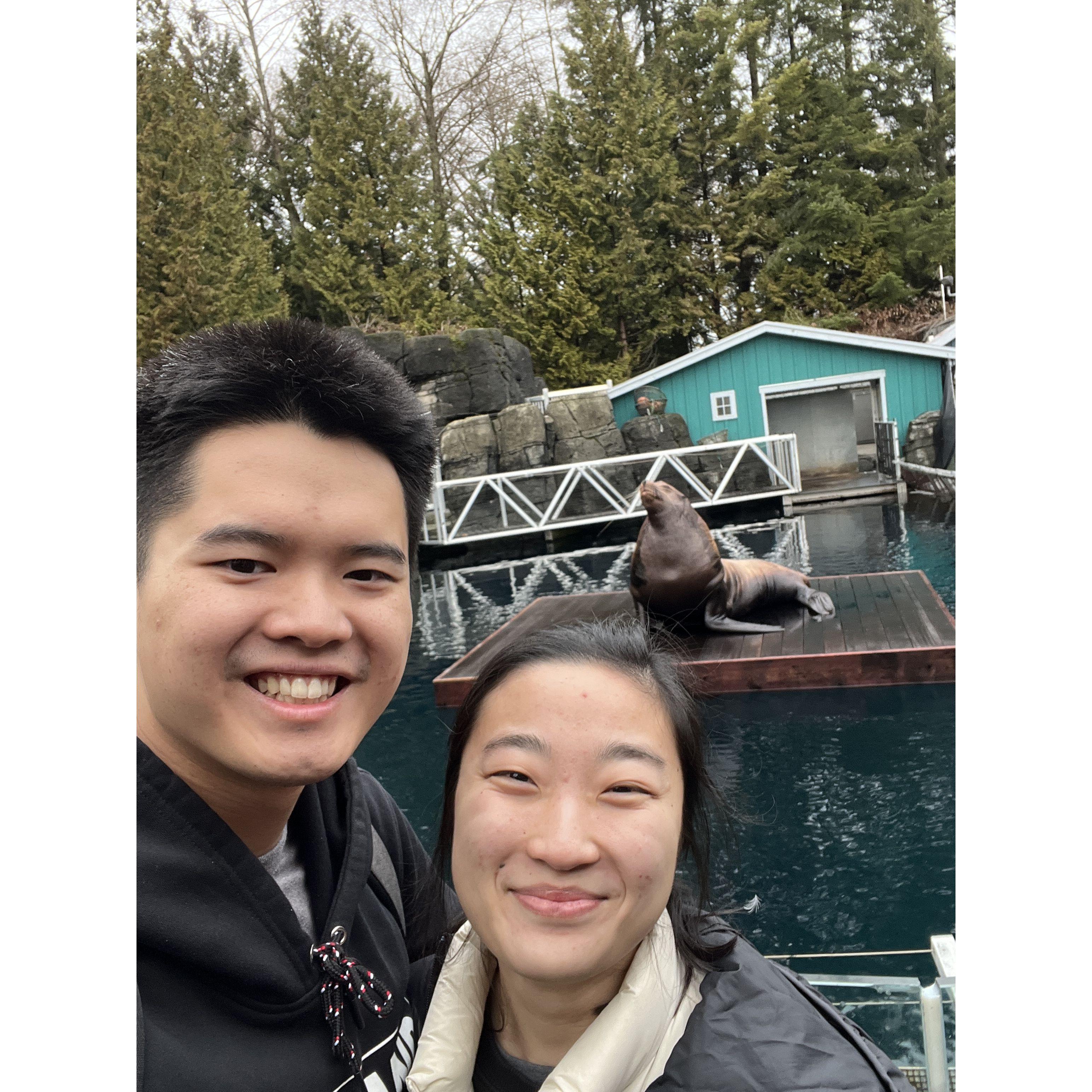 Sea lion at Vancouver Aquarium