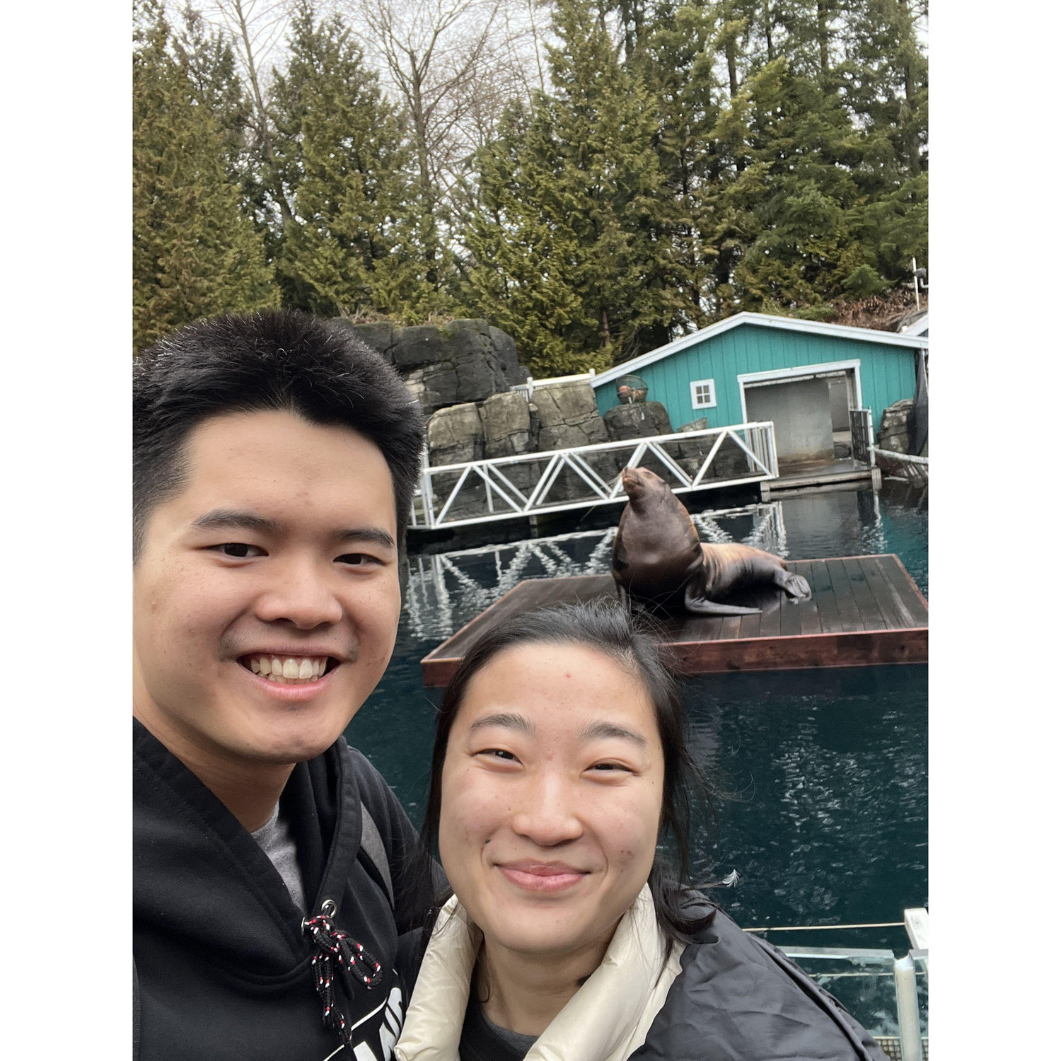 Sea lion at Vancouver Aquarium