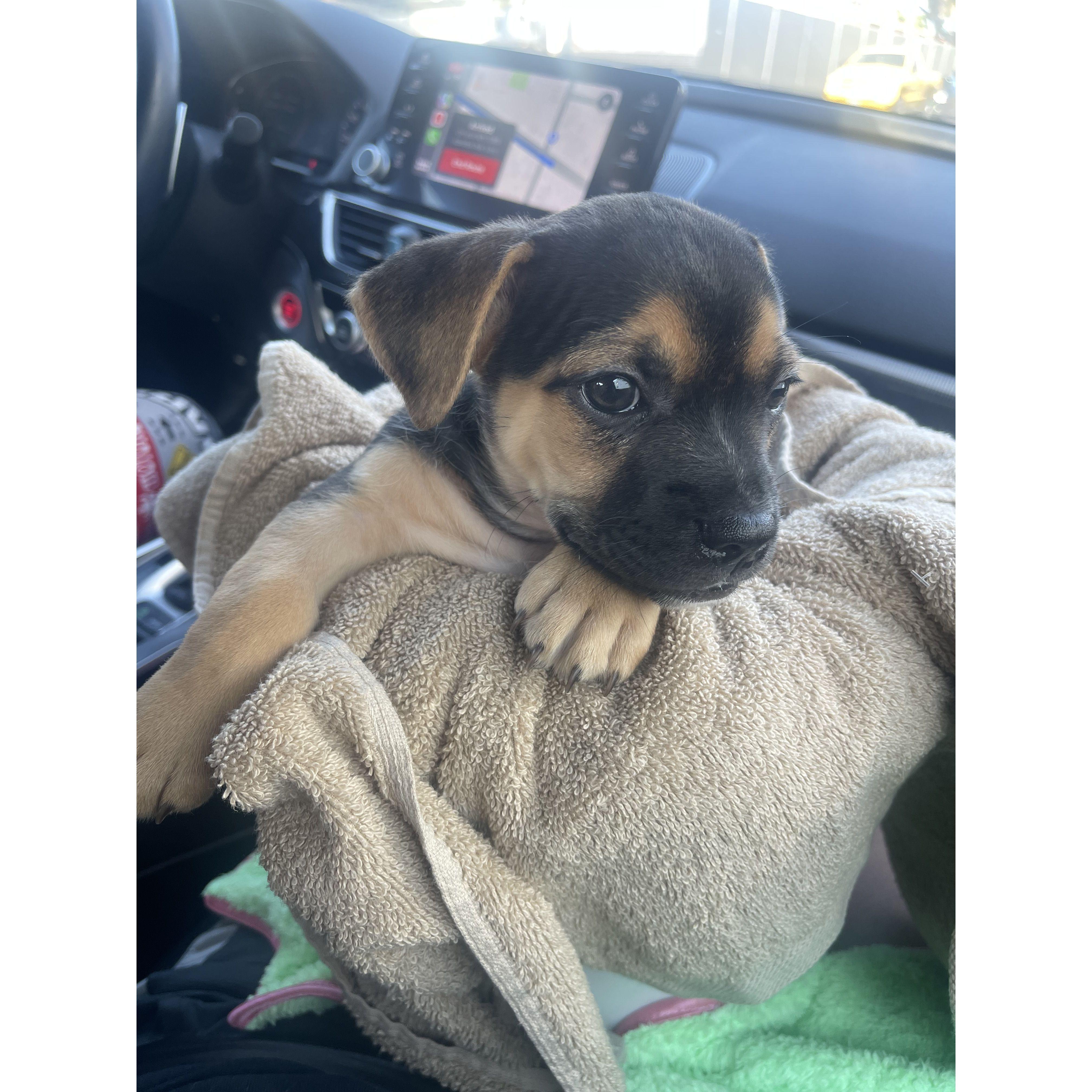 First day we brought Kiwi home