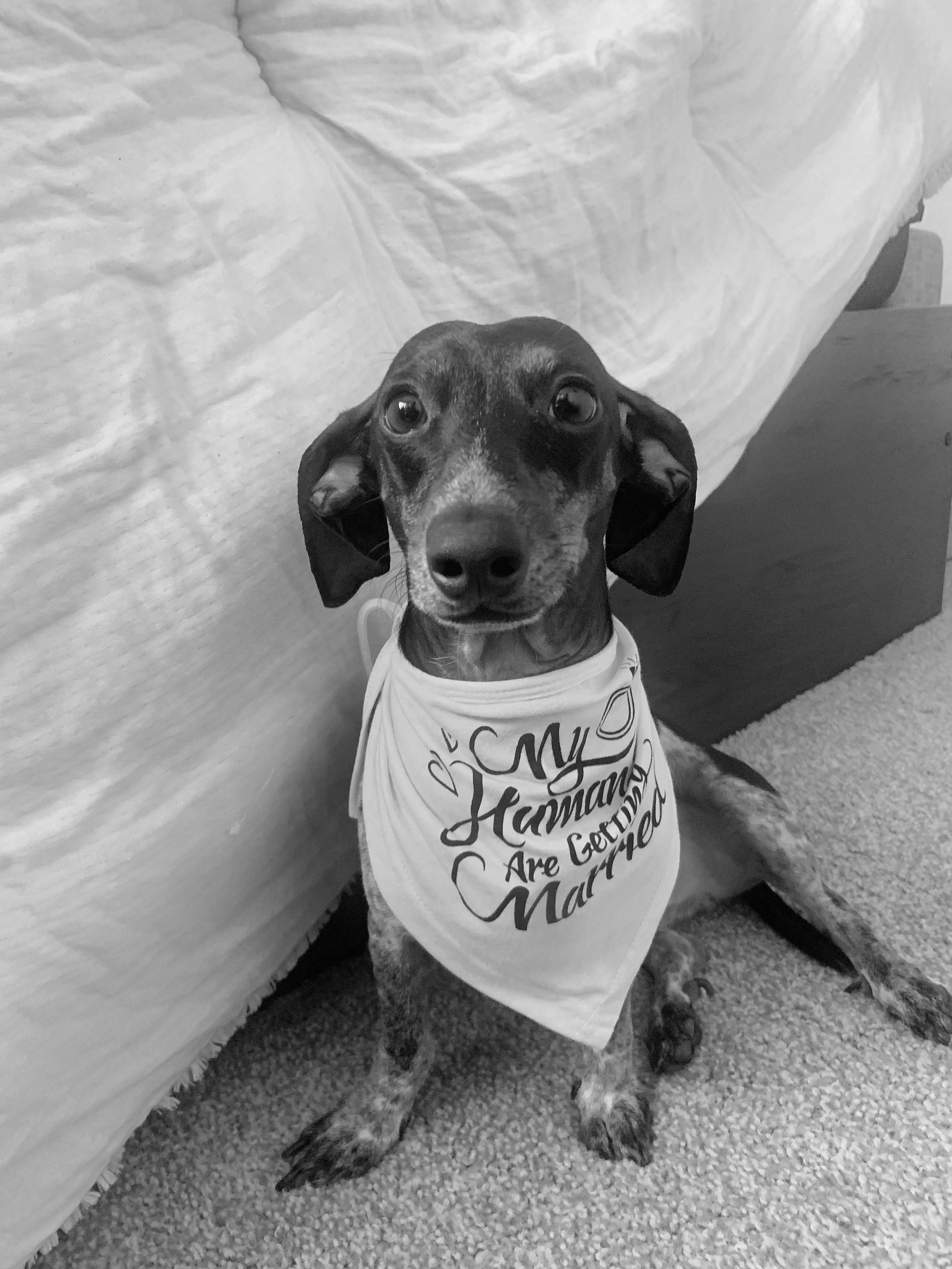 The Wedding Website of Daisy Miranda and Samuel Michnick