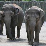 Oregon Zoo