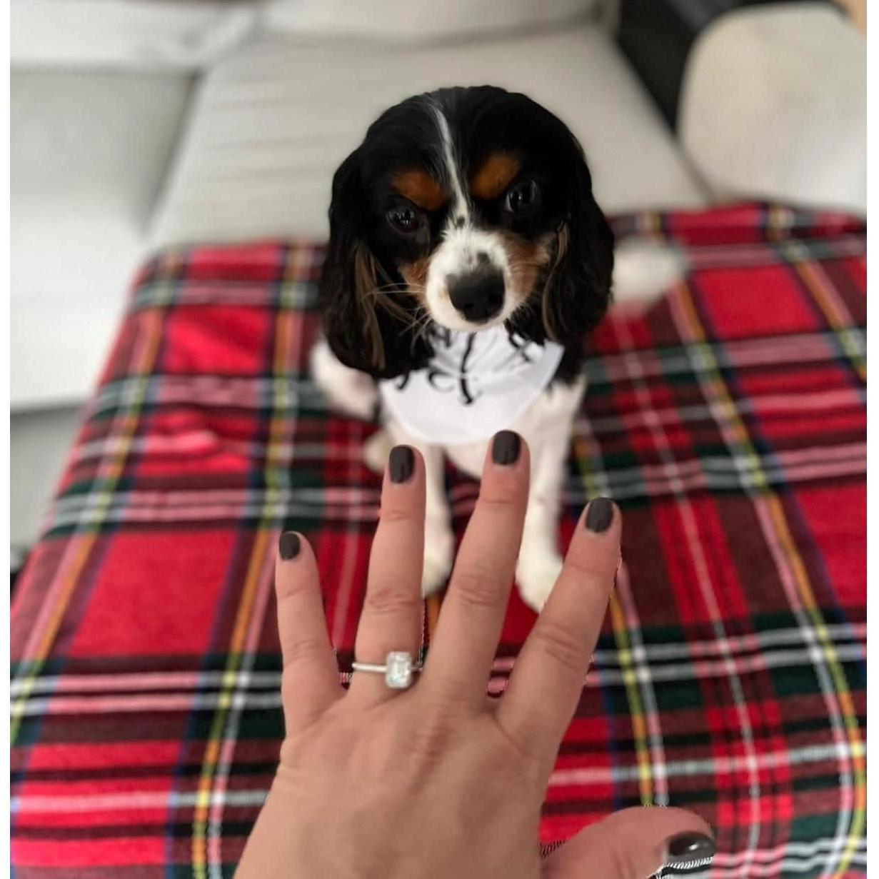 When we got back after the picnic, and Gatsby was wearing a bandana that said-She said Yes!