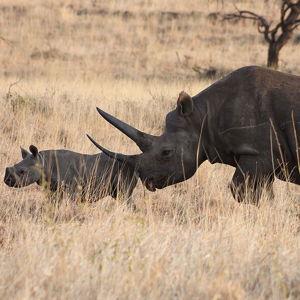 Stay at Lewa Wildlife Conservancy Camp in Kenya