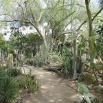 Moorten Botanical Garden