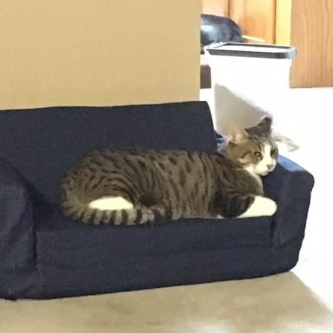 The king of the house, Sox.