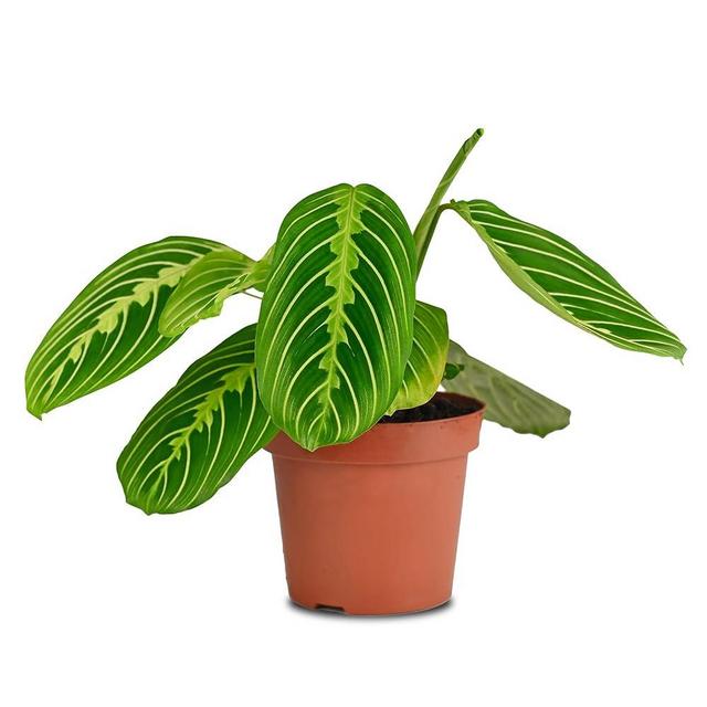 California Tropicals Lemon Lime Prayer Plant - Maranta - Rare Variety Live House Plant - Tropical Decor - Unique Real Plants Interior Garden Outdoors Supplies - Small Pot - 4 Inch Potting Decor