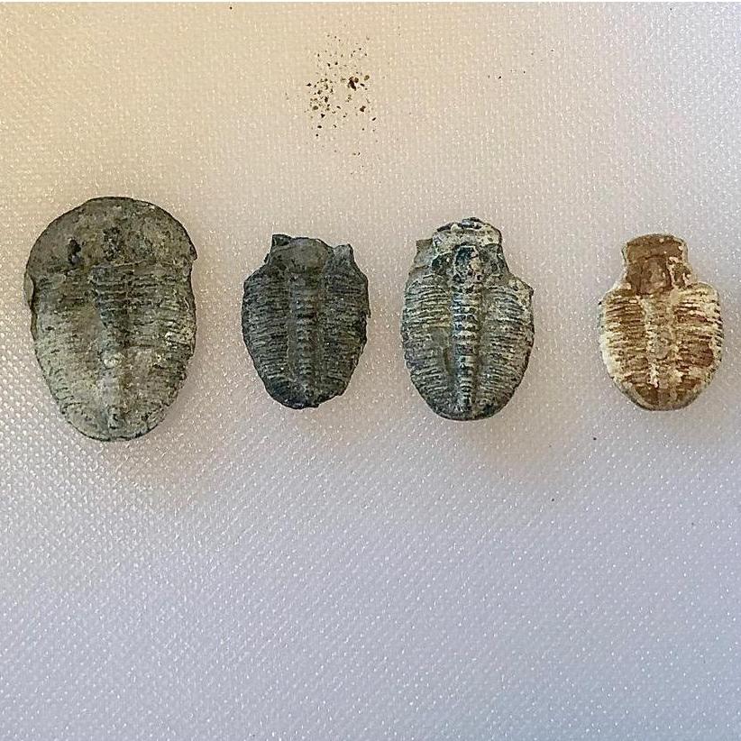 Triolobites -- fossilized "bugs" over 250 million years old to also be incorporated into Colin's wedding day bolo tie. Discovered near Brian Head, UT