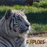 Pine Grove Zoo