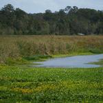 Sweetwater Wetlands