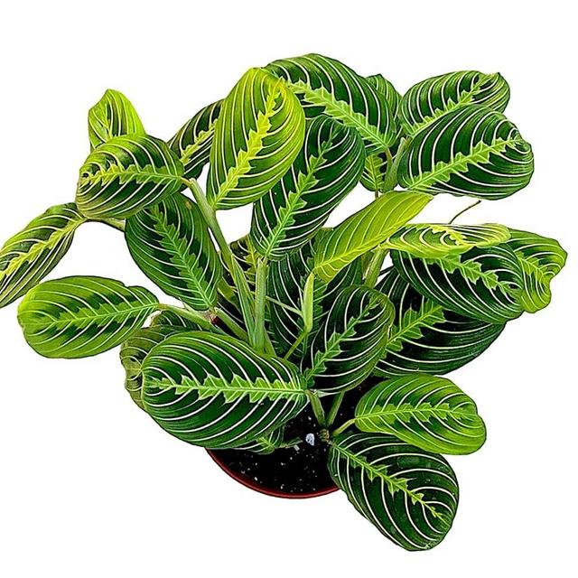 Lemon Lime Prayer Plant, Lemon Lime Maranta, Live Indoor Plant, Easy to Care and Rare Variety 4 inch Pot - Hopewind Plants Shop