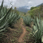 Mezcal Tour